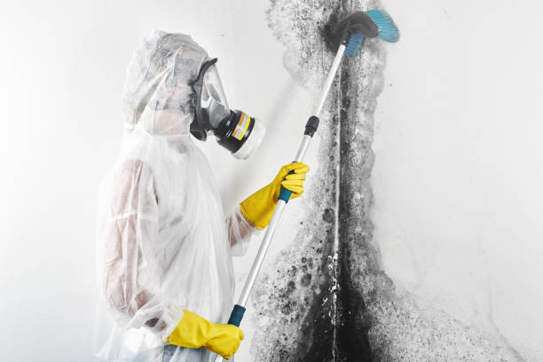 Best Attic Mold Removal  in Maumelle, AR
