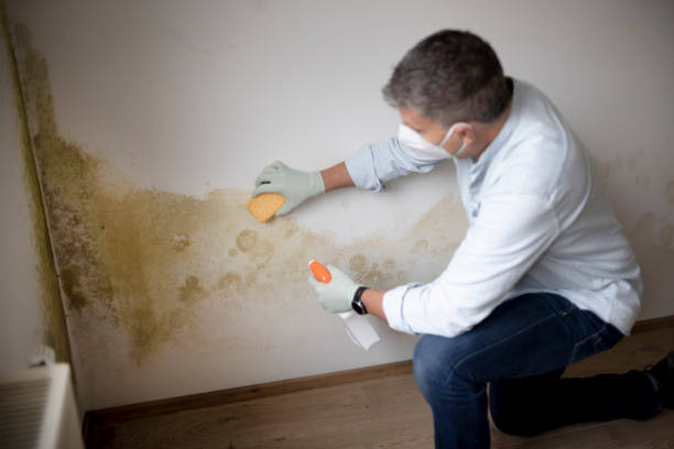 Best Indoor Air Quality Assessment  in Maumelle, AR